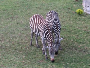 More Burchell’s Zebras