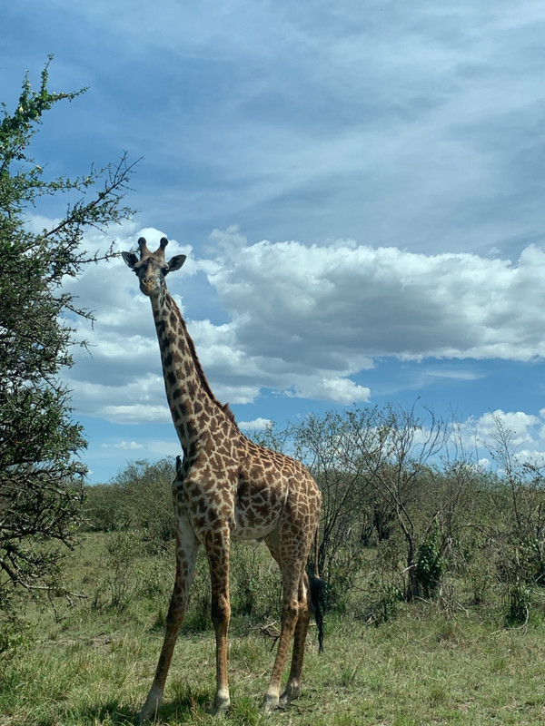 Maasai Giraffe 