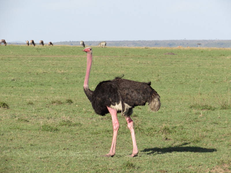 Male Maasai Ostrich