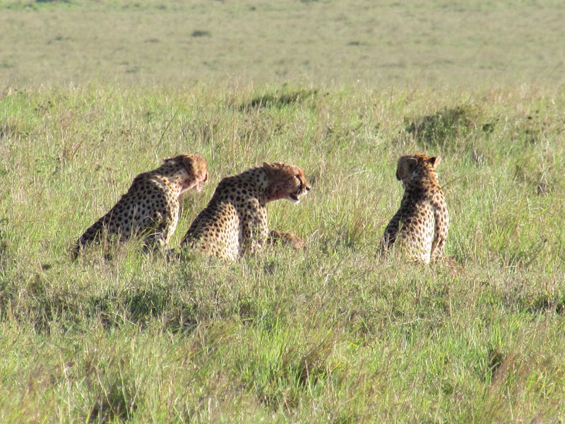 Cheetah brothers