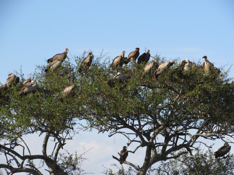 Vultures waiting on a nearby tree for the cheetas to finish