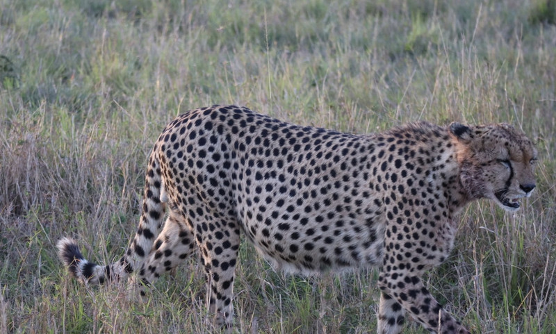 Cheetah leaving after eating