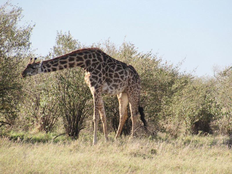 Maasai giraffe feeding