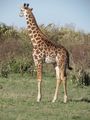 Maasai giraffe 