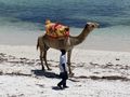 They offer camel rides on the beach