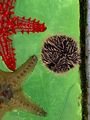 Starfish and anemone 