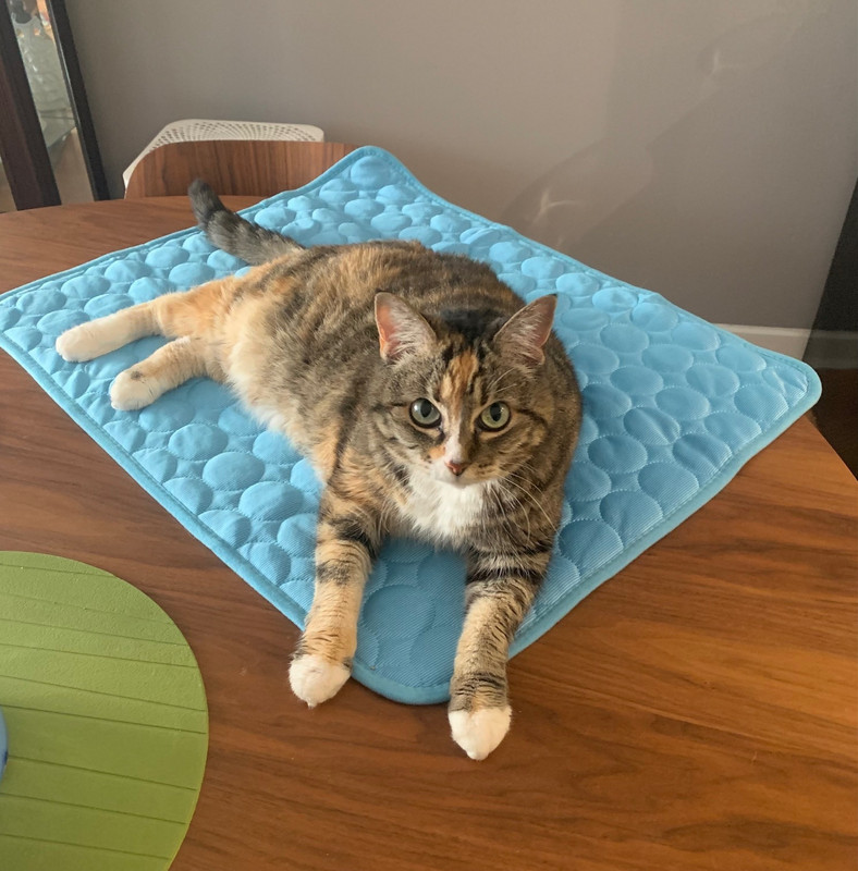 Ella on her cooling mat