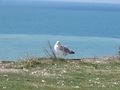 Seagull right on the edge