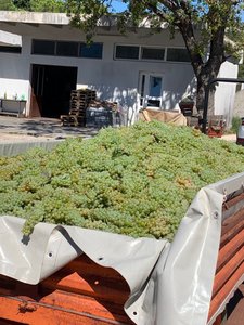 Bringing in the grapes
