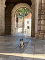 Korcula kitty at the main gate 