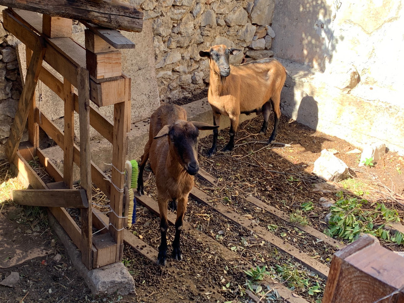 Goats!