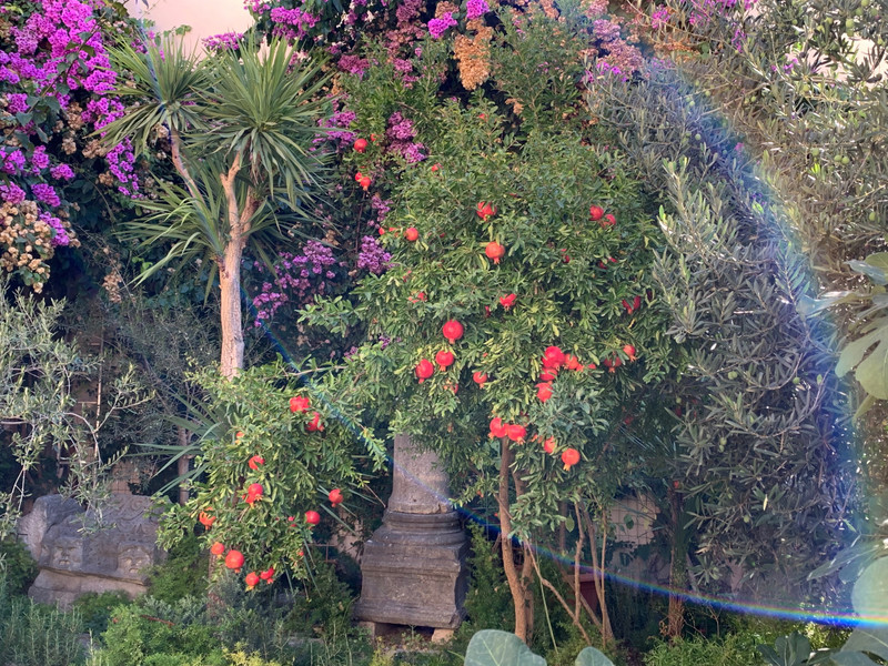Diocletian’s Palace - Pomegranate tree