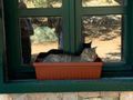 Cat in window box!