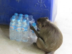 Monkey trying to break into water bottle