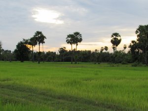 Rice Fields Sunset