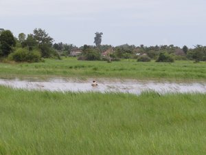 Man fishing in rice fields