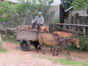 Ox carts