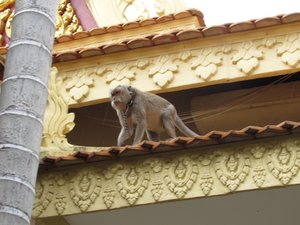 Monkey at the Royal Palace