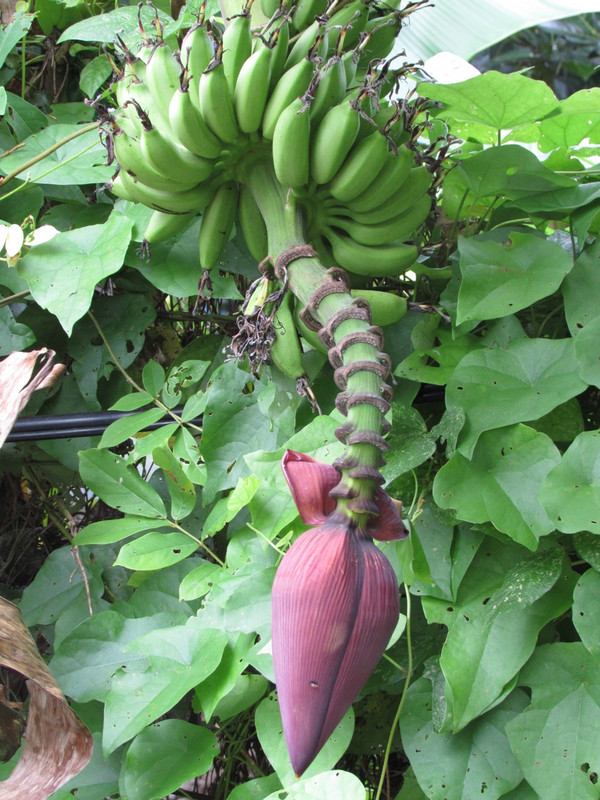 Bananas and banana flower