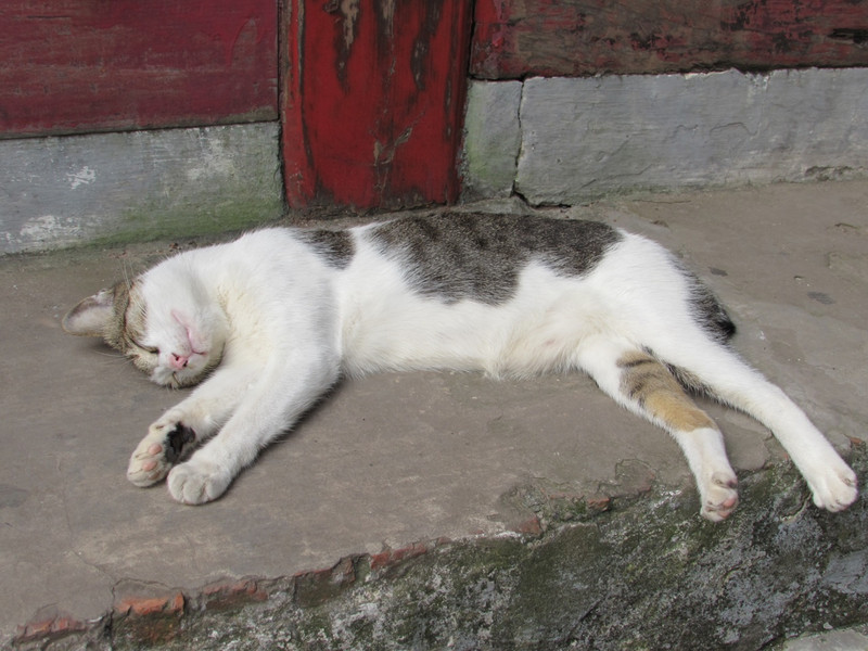 Temple cat