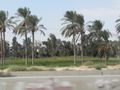 Date palms on the drive to Alexandria