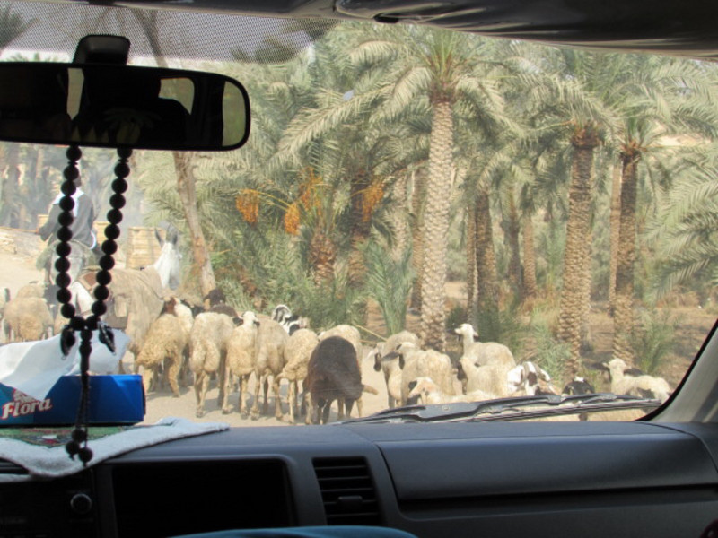 On the drive to Saqqara