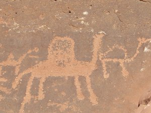 Close up of camel