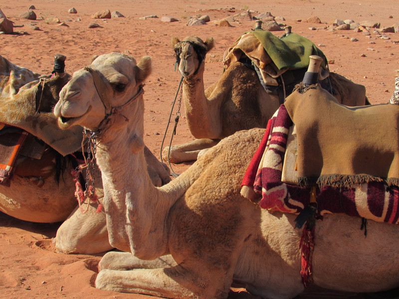 Pretty camels