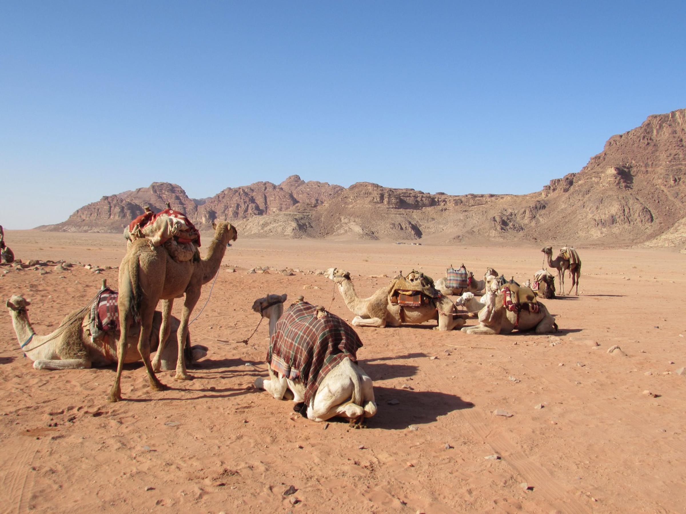 These are our camels | Photo