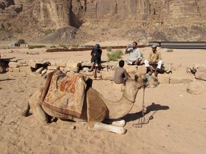 Camel and Bedouin camel boys