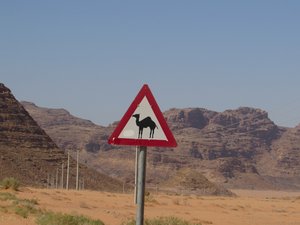 Camel crossing sign