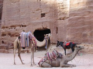 Camels and donkey 