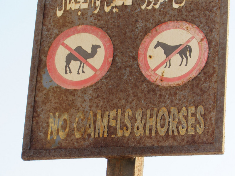 No camels or horses allowed