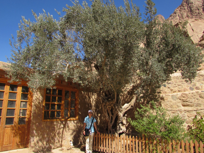 Me in front of olive tree