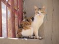 Another Bedouin cat