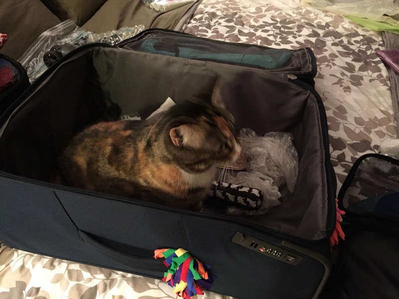 Ella in my suitcase