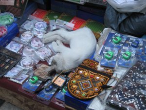 One of the many resident cats at the Bazaar