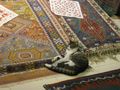 Cat lounging at carpet shop in Kas