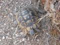 Xanthos turtle