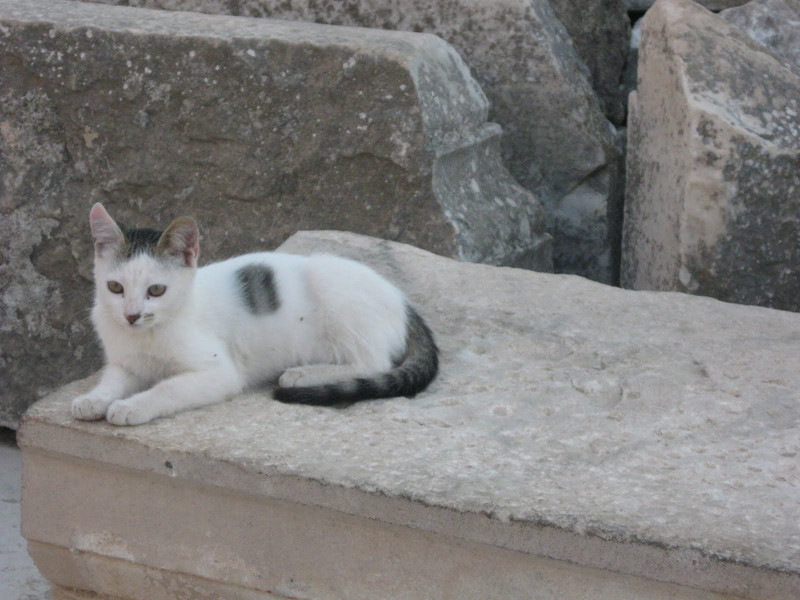 Ephesus cat