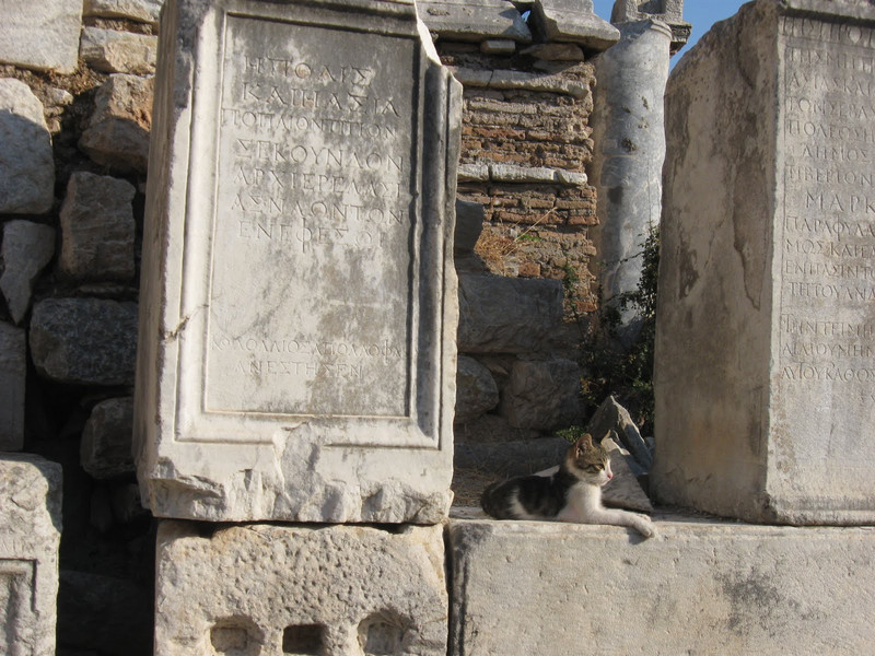 Cat lounging at Ephesus