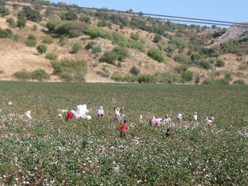 Cotton fields and pickers