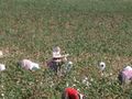 Villagers picking cotton