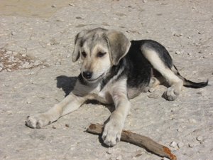 Puppy at Gallipoli