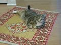 Ella on the new rug