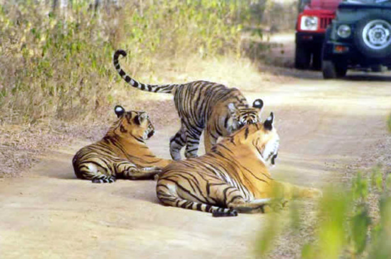 Ranthambore tour package 2