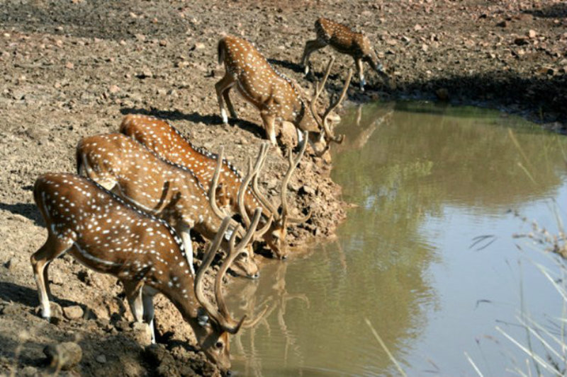 Ranthambore tour package