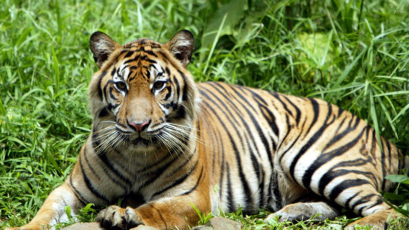 Corbett national park - A Tiger is waiting for you
