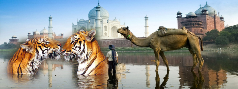 Delhi Agra Jaipur tour india 2