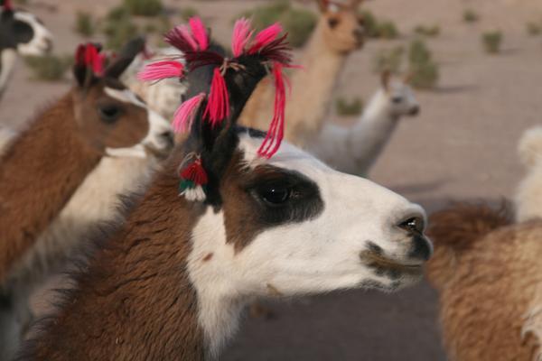 Llamas, fresh out of the hair salons......